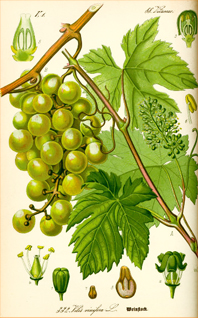 Vitis Vinifera