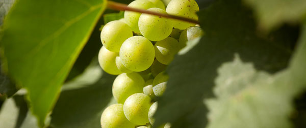 Grappe de Chardonnay