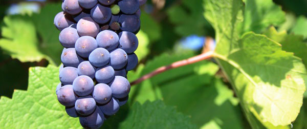 Grappe de Pinot noir